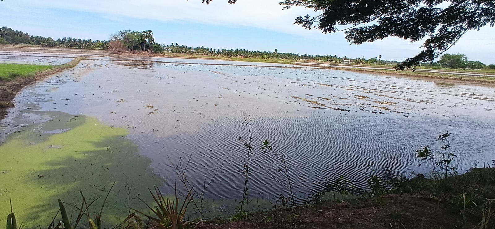 Agricultural Land